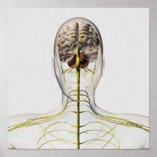 Medical Illustration Of Human Nervous System 2 Poster