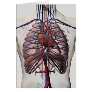 Medical Illustration Of Male Chest
