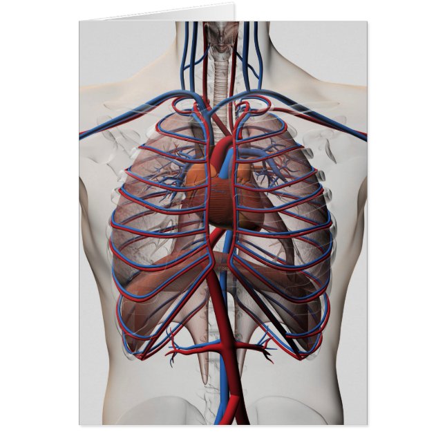 Medical Illustration Of Male Chest (Front)