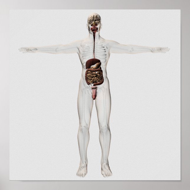 Medical Illustration Of Male Digestive System Poster (Front)