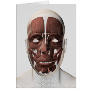 Medical Illustration Of Male Facial Muscles