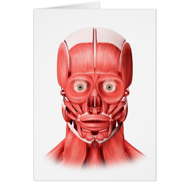 Medical Illustration Of Male Facial Muscles 1 (Front)