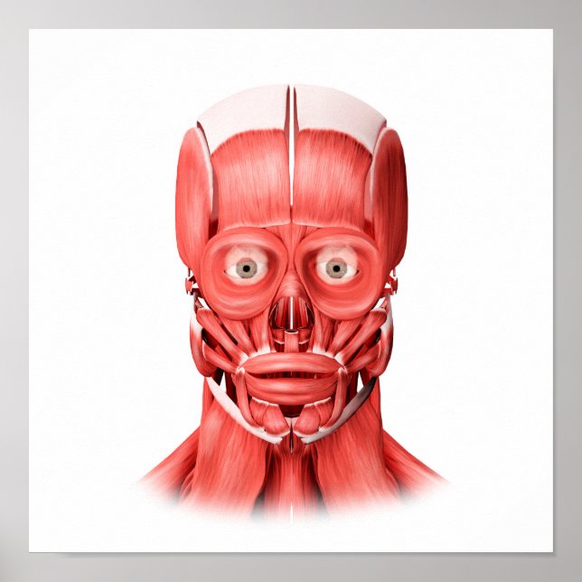 Medical Illustration Of Male Facial Muscles 1 Poster (Front)