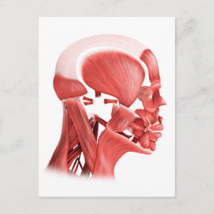 Medical Illustration Of Male Facial Muscles 2 Postcard