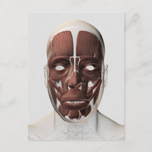 Medical Illustration Of Male Facial Muscles Postcard
