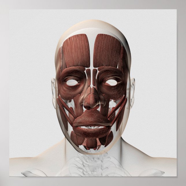Medical Illustration Of Male Facial Muscles Poster (Front)
