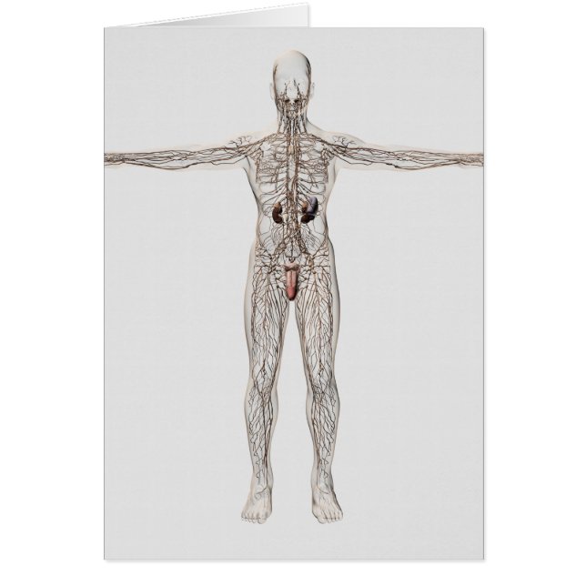 Medical Illustration Of Male Lymphatic System (Front)