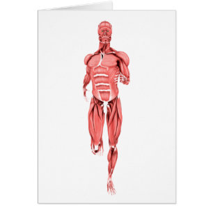 Medical Illustration Of Male Muscles Running 1