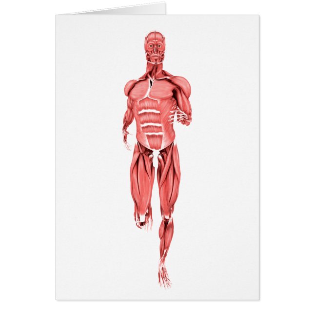 Medical Illustration Of Male Muscles Running 1 (Front)