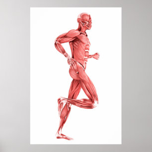 Medical Illustration Of Male Muscles Running 2 Poster
