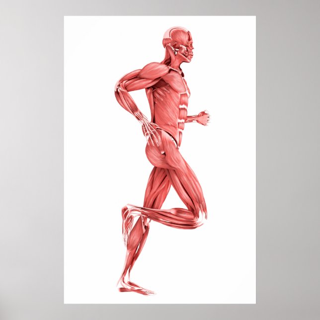 Medical Illustration Of Male Muscles Running 2 Poster (Front)