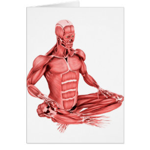 Medical Illustration Of Male Muscles Sitting