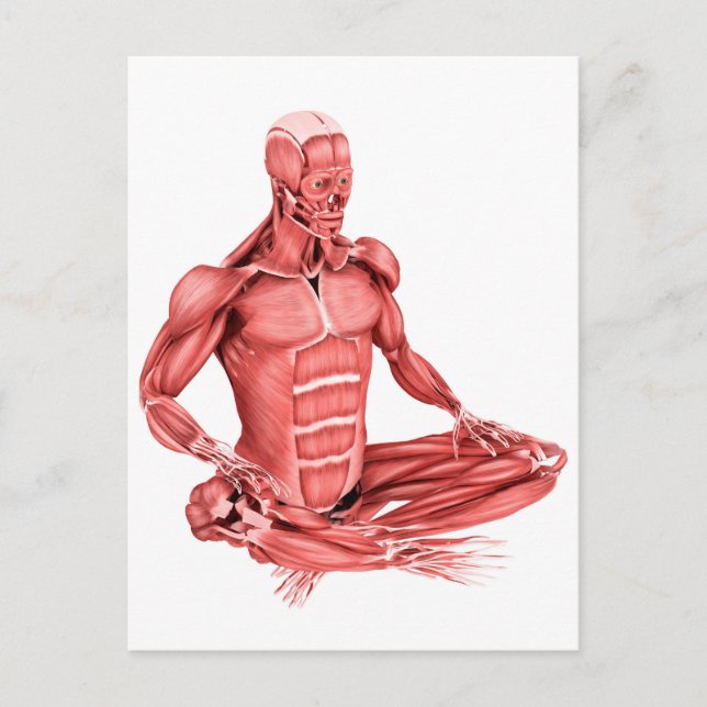 Medical Illustration Of Male Muscles Sitting Postcard (Front)