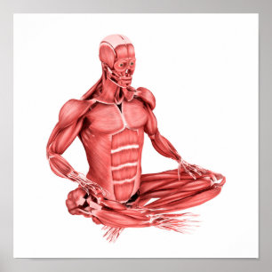 Medical Illustration Of Male Muscles Sitting Poster