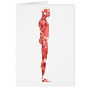 Medical Illustration Of Male Muscular System 1