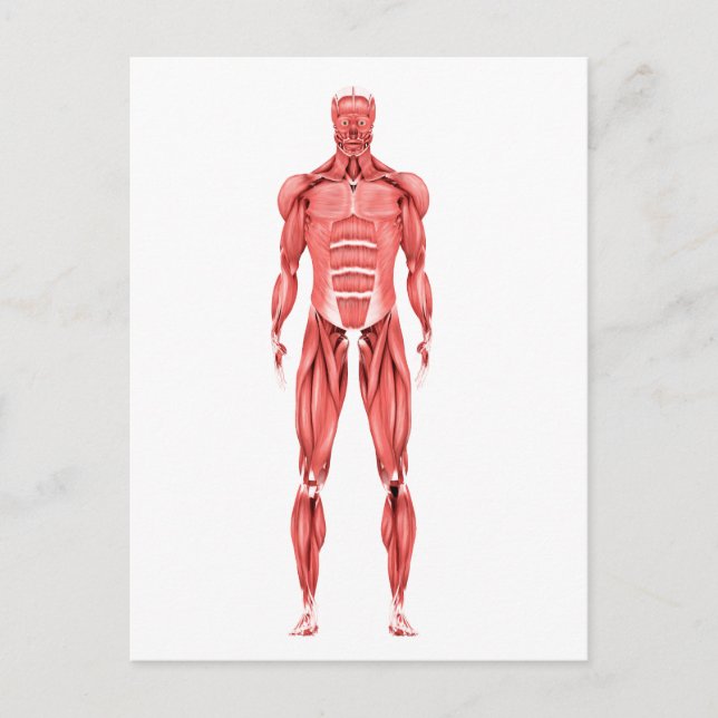 Medical Illustration Of Male Muscular System 2 Postcard (Front)