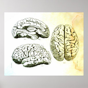 Medical Illustration of the Human Brain Poster