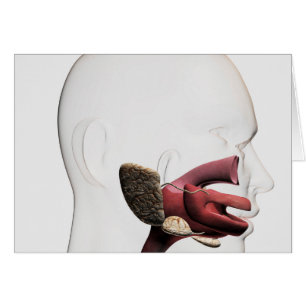 Medical Illustration Of The Human Digestive