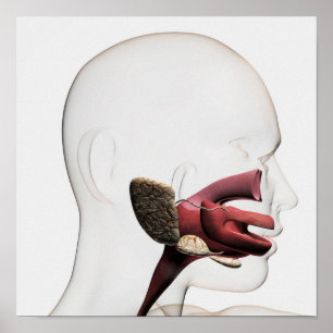 Medical Illustration Of The Human Digestive Poster