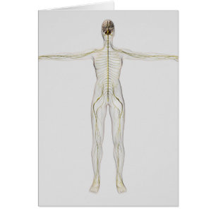 Medical Illustration Of The Human Nervous System