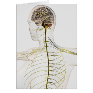 Medical Illustration Of The Human Nervous System