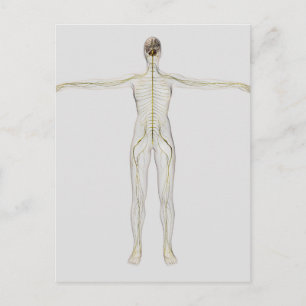 Medical Illustration Of The Human Nervous System Postcard