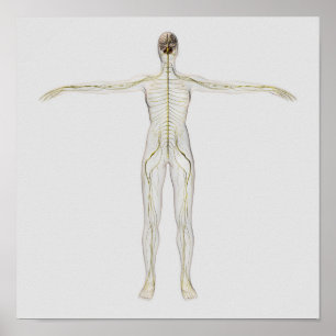 Medical Illustration Of The Human Nervous System Poster