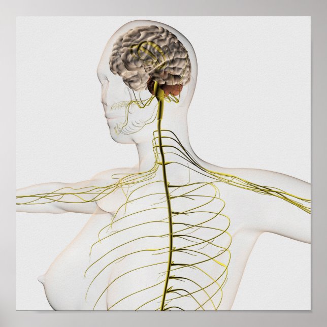 Medical Illustration Of The Human Nervous System Poster (Front)