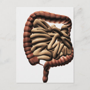 Medical Illustration Of The Large Intestine Postcard