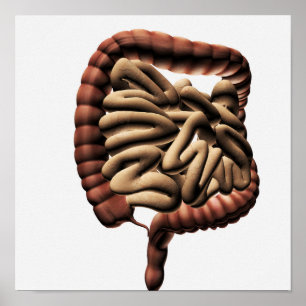 Medical Illustration Of The Large Intestine Poster