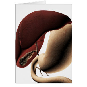 Medical Illustration Of The Liver And Stomach
