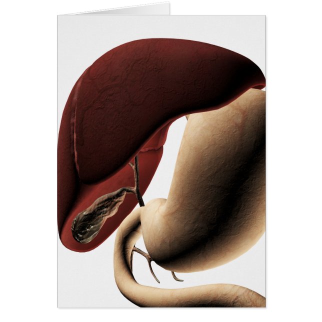 Medical Illustration Of The Liver And Stomach (Front)