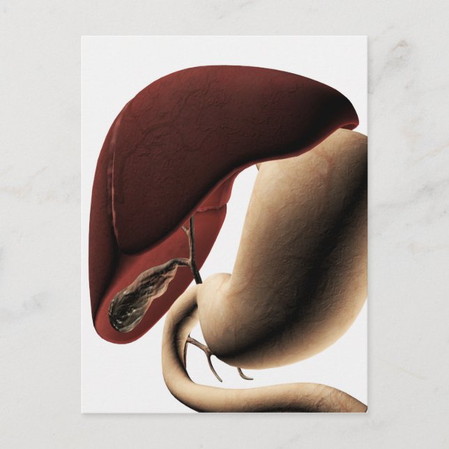 Medical Illustration Of The Liver And Stomach Postcard (Front)