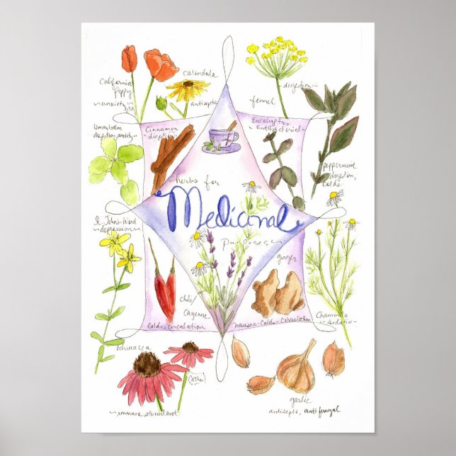 Medicinal Herb Garlic Echinacea Ginger Poster (Front)