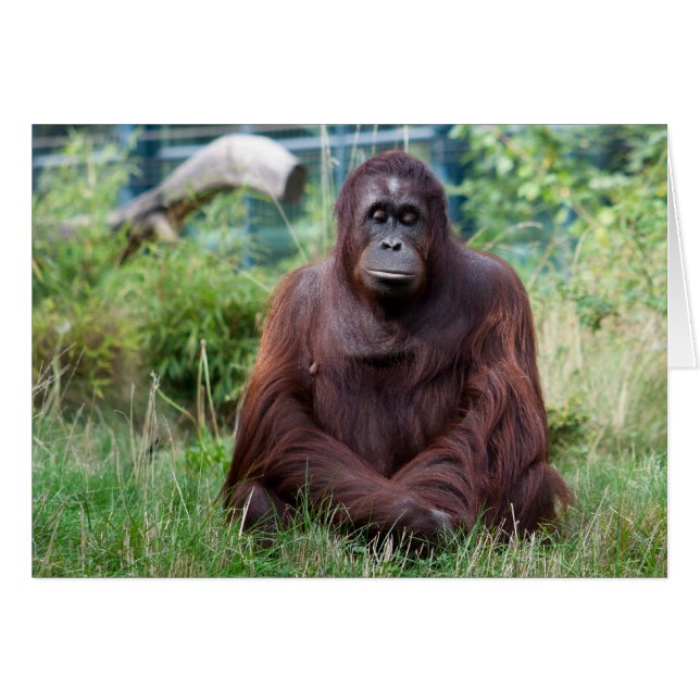 Meditation (Front Horizontal)