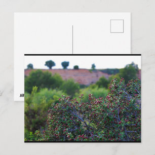 Mediterranean Buckthorn in Canyon Postcard