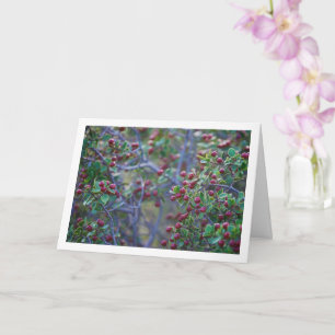 Mediterranean Buckthorn, Rhamnus Alaternus Plant Card