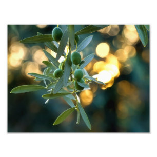 Mediterranean Gold; Olives On It’s Tree Branch Photo Print