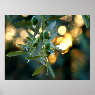 Mediterranean Gold; Olives On It’s Tree Branch Poster
