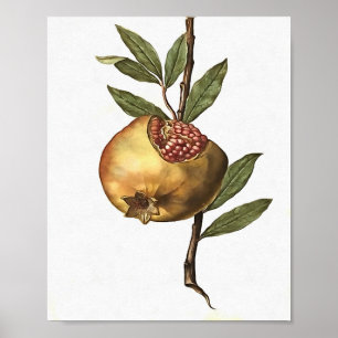 Mediterranean Pomegranate Fruit And Seeds Botanica Poster