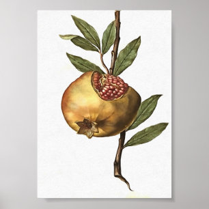 Mediterranean Pomegranate Fruit And Seeds Botanica Poster