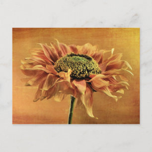 Mediterranean Post Card