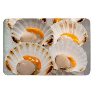 Mediterranean scallops  magnet