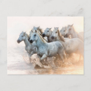 Mediterranean Water at Sunrise Postcard