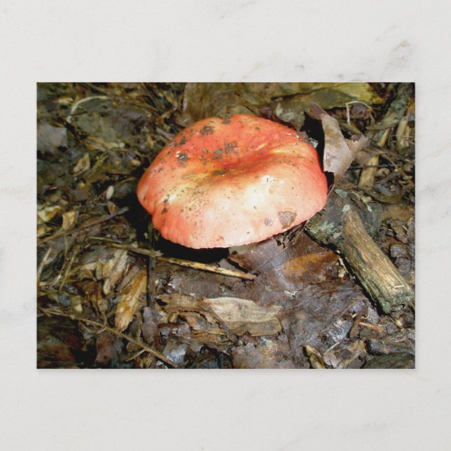 Medium Red Mushroom Postcard (Front)