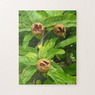 MEDLAR FRUIT JIGSAW PUZZLE