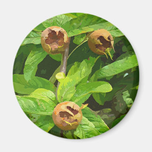 MEDLAR FRUIT MAGNET