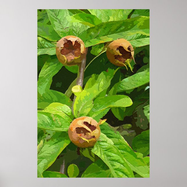 MEDLAR FRUIT POSTER (Front)