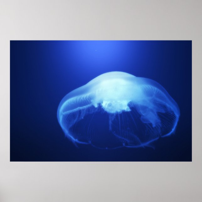 Medusa 2 poster (Front)