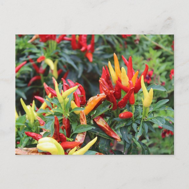 Medusa Pepper Postcard (Front)